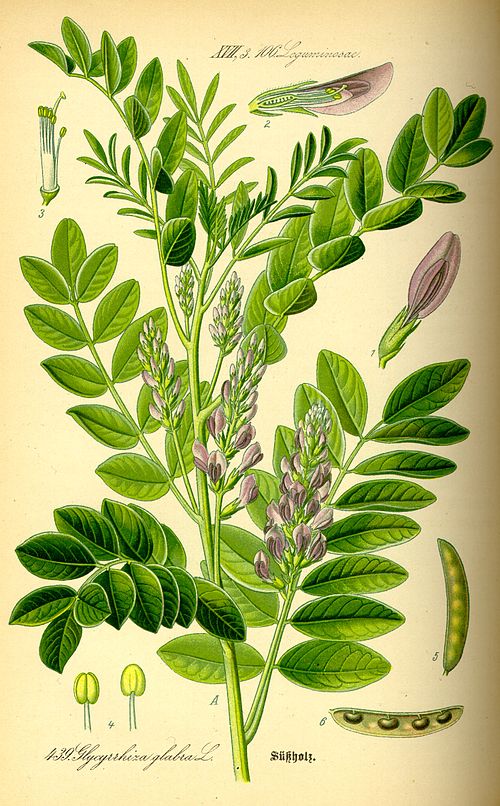 Glycyrrhiza glabra